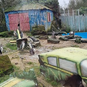 Humbolt penguins exhibit