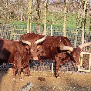 Ankole cattle