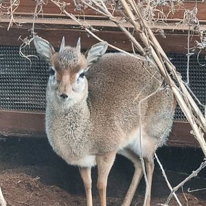 Kirk's dik dik