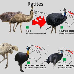 Ratite distribution maps
