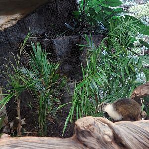 Pied Tamarin exhibit