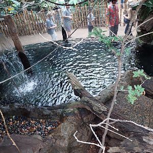 Lobo del rio- Giant Otter exhibit