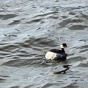 Horned/eared grebe id