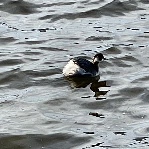 Horned/eared grebe id