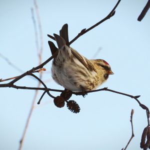 Common Redpoll