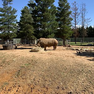 Southern White Rhino Exhibit