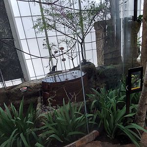 Channel Billed Toucan enclosure- Cloud Forest Trek