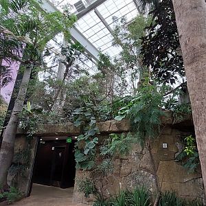 Lek Aviary- Cloud Forest Trek