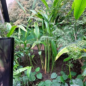 Southern Pudu habitat- Cloud Forest Trek