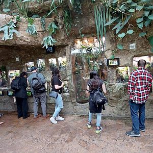 Playa del Oro- Wall of dart frog exhibits in Cloud Forest Trek