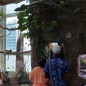 Cotton Top Tamarin and Playa del Oro exhibits- Cloud Forest Trek