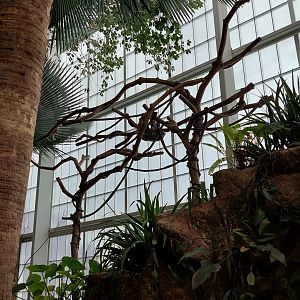 Brown-Throated Three Toed Sloth habitat