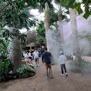 Cloud Forest Trek Misty Overview