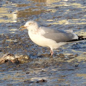 Herring Gull, American