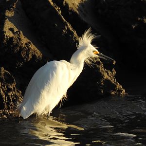 Snowy Egret