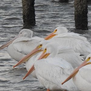 American White Pelicans