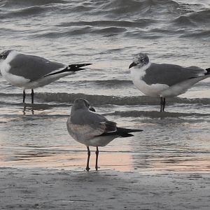 Laughing Gulls