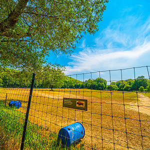 Female Wood Bison enclosure