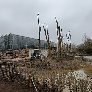 Future Orangutan enclosure