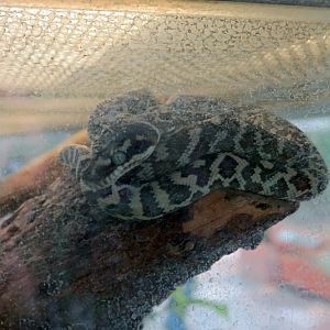 rough-scaled python (Morelia carinata)