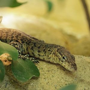 Mitchell's water monitor (Varanus mitchelli)