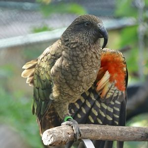 Kea (Nestor notabilis)