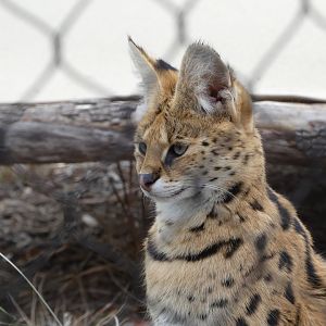 Serval at the Greensboro Science Center