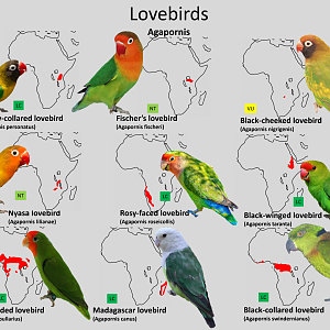 Lovebirds distribution maps