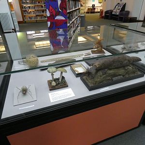 Taxidermy display in library