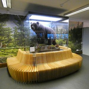 Taxidermy brown bear