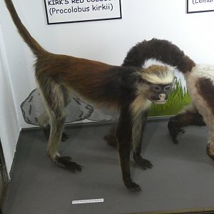 Kirk's red colobus taxidermy