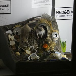 Rat taxidermy