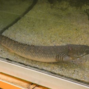 Ornate bichir