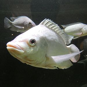 Nile tilapia