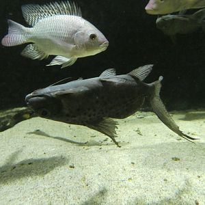 Giant upside-down catfish (Synodontis batensoda)