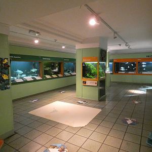 Main aquarium area