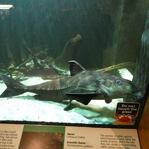 Ripsaw catfish