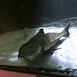 Mother-of-snails catfish