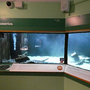 Henle's spotted stingray tank