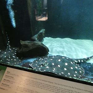 Henle's spotted stingrays