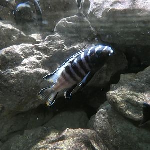Law's Malawi cichlid