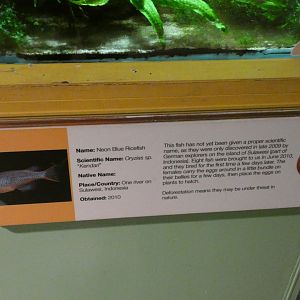 Neon blue ricefish signange