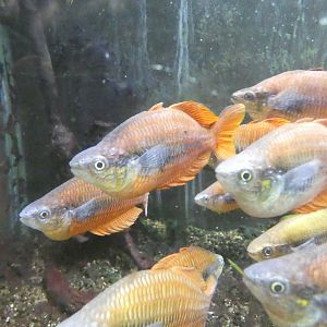 Lake Kurumoi rainbow fish