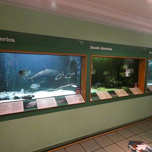 Main South America tank