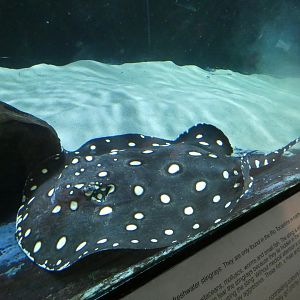 Henle's spotted stingray