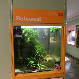Sulawesi tank