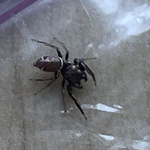 Buttonhook Leaf-beetle Jumping Spider