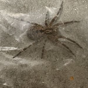 Mediterranean spiny wolf spider