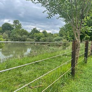 Hippopotamus Exhibit (Hippopotamus amphibius)