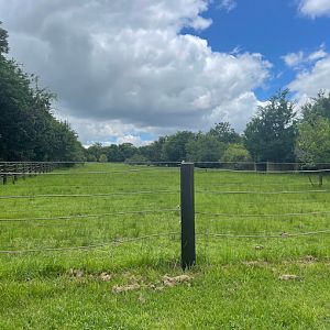 Hippopotamus Exhibit (Hipppopotamus Amphibius)